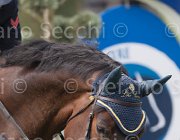 Arioldi F Ambra TosTour 2013- S4 6599